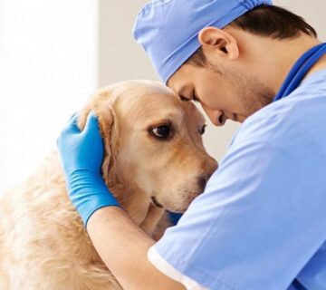 دامپزشکی در ایتالیا